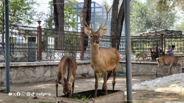 A Journey Through Nature and History at Kabul Zoo